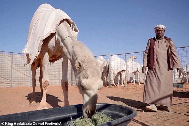 Bên trong spa chăm sóc sắc đẹp cho lạc đà ở Arab Saudi