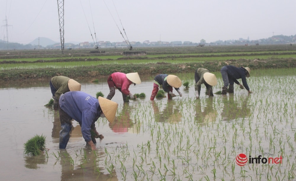 Nông dân lội bùn cấy thuê trong giá rét căm căm, cặm cụi kiếm tiền đón Tết