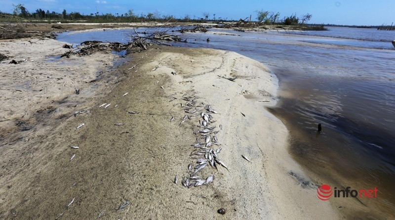 Quảng Nam: Cá chết hàng loạt, nổi trắng mương thoát nước
