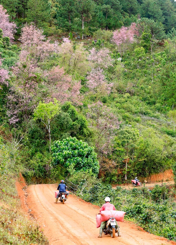 Thắm sắc đào núi Lang Biang - 2