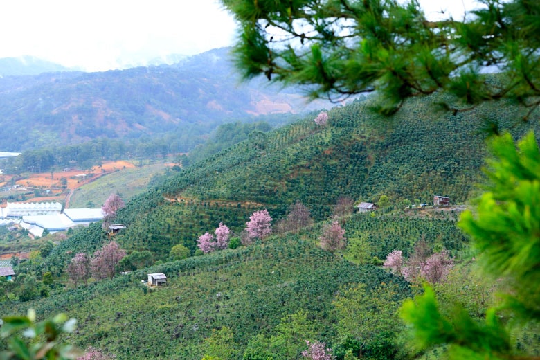 Thắm sắc đào núi Lang Biang - 3