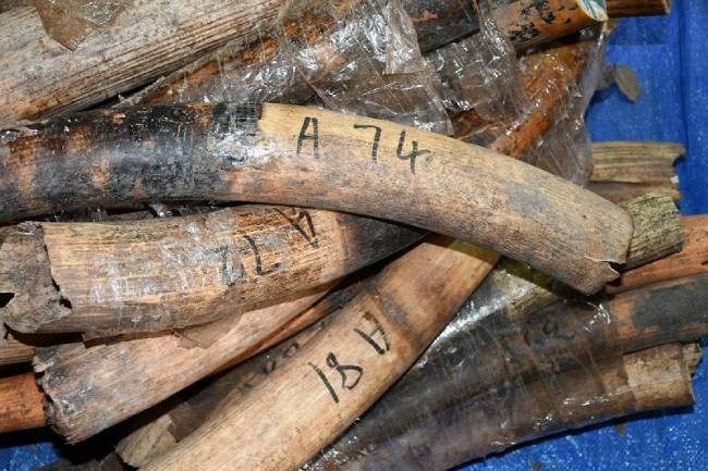 Hơn 6,6 tấn ngà voi, vảy tê tê bị bắt giữ tại cảng Tiên Sa
