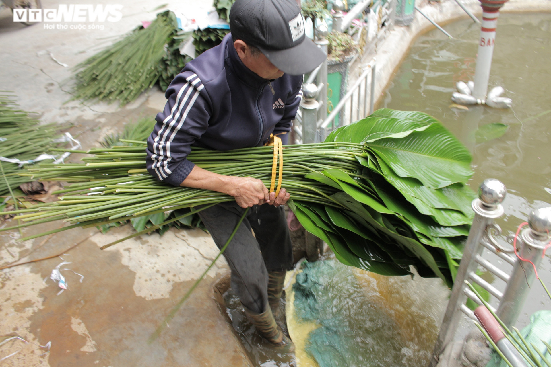 Người dân thủ phủ lá dong Hà Nội tất bật ‘hái lá đếm tiền’ dịp cận Tết  - 11