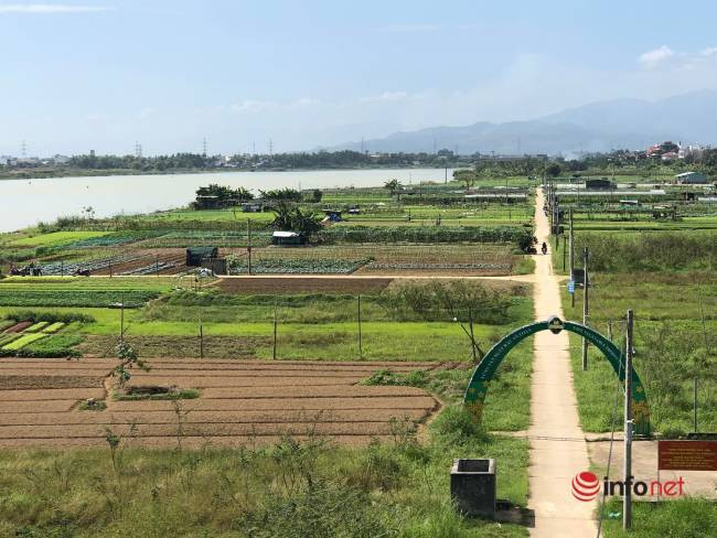 Thất thu cả năm, làng rau sạch lớn nhất Đà Nẵng ngóng vụ Tết