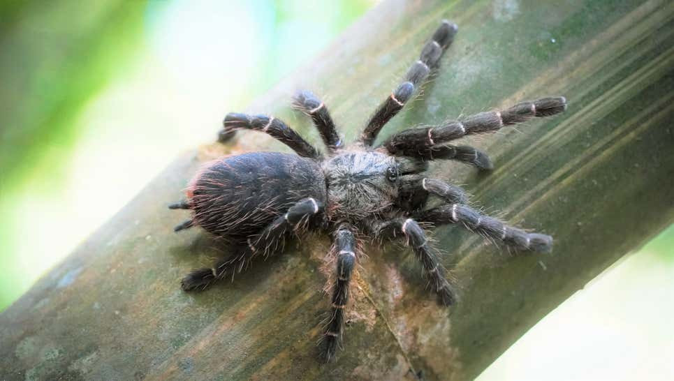 Phát hiện nhện khổng lồ ẩn nấp bên trong thân tre ở Đông Nam Á - 1