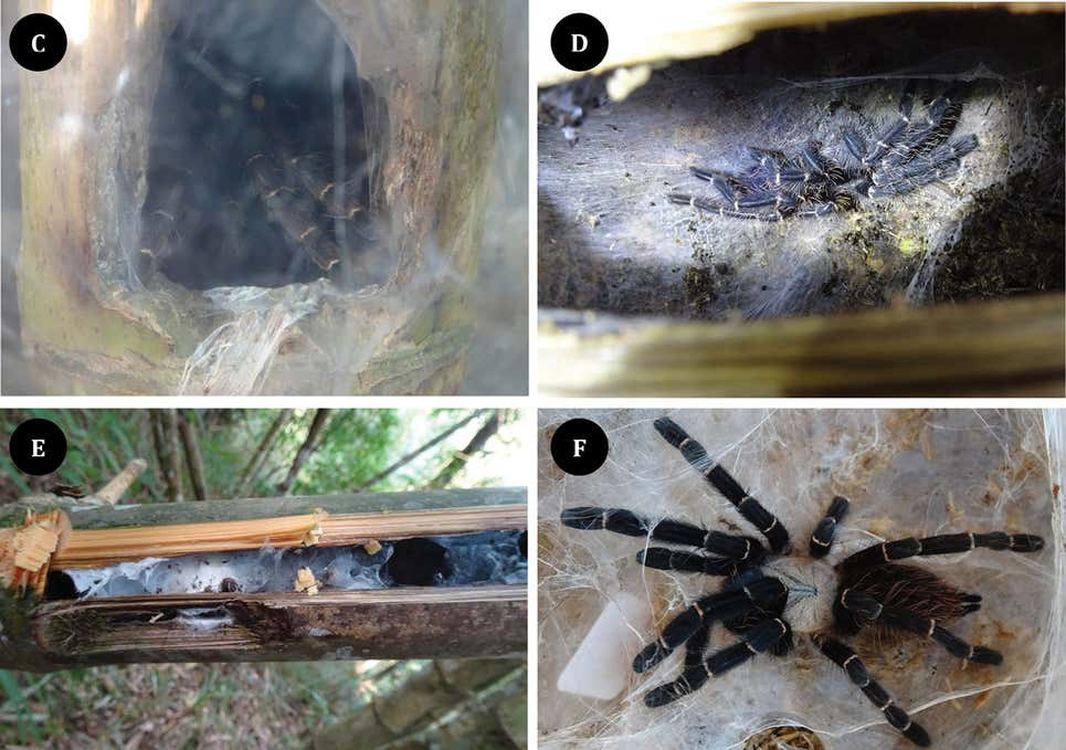Phát hiện nhện khổng lồ ẩn nấp bên trong thân tre ở Đông Nam Á - 2