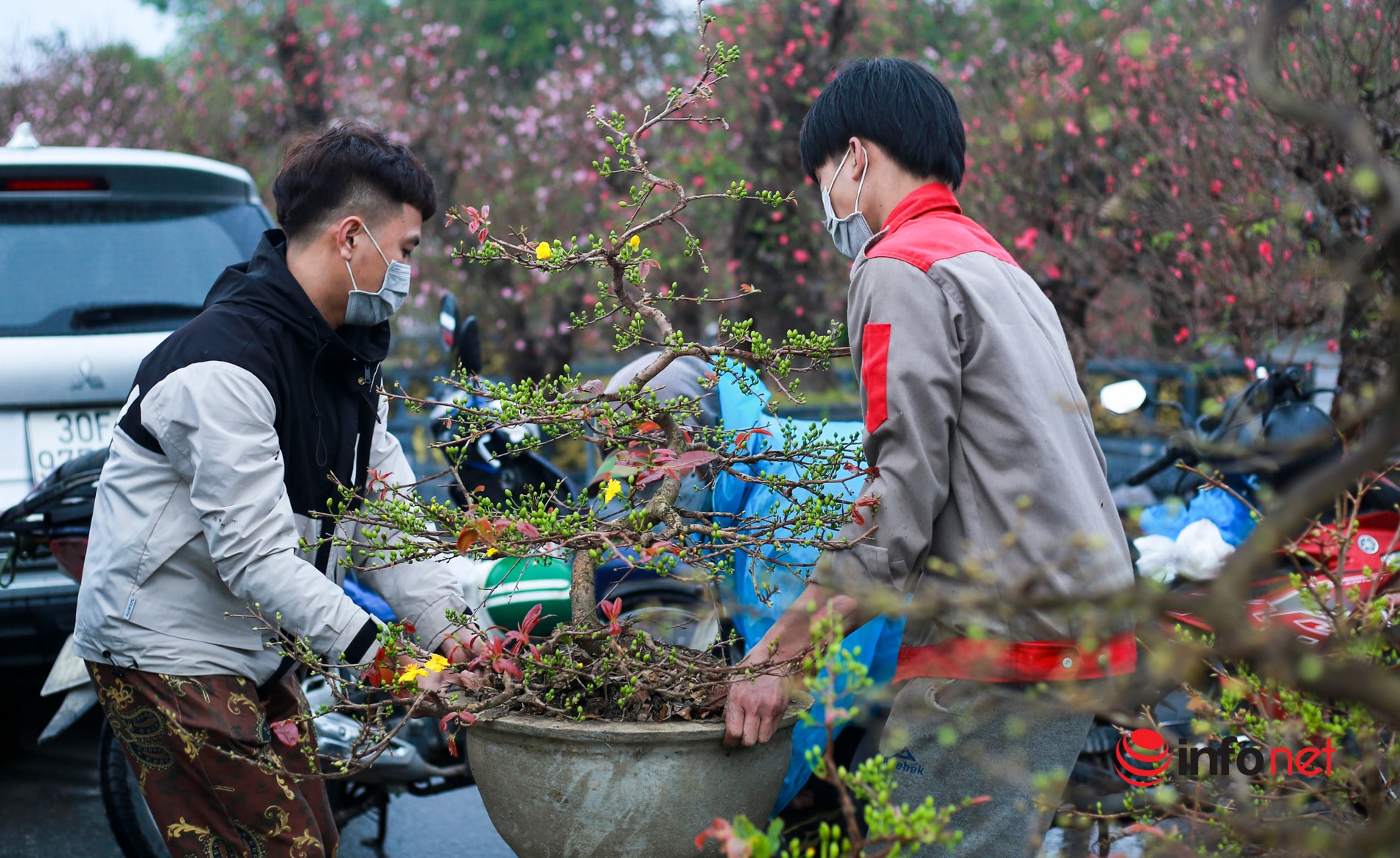 Mai vàng về Hà Nội, giá giảm một nửa hút khách ngày Tết