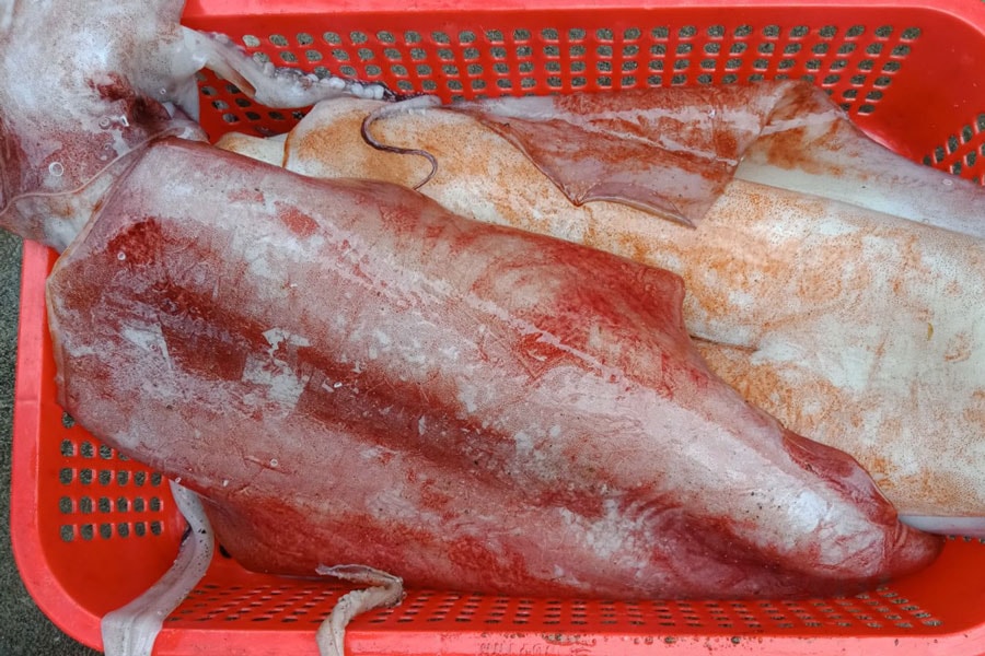 Hai loại mực khổng lồ “cháy hàng” ở Việt Nam giá thế nào? Hai loai muc khong lo “chay hang” o Viet Nam gia the nao?
