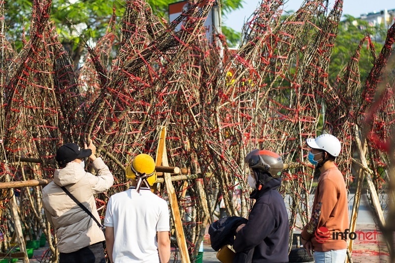 Đào mốc, quất Tết tràn xuống đường đợi khách, dân buôn chong đèn thức cả đêm thấp thỏm