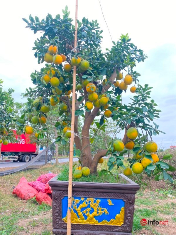 Cho thuê đào, bưởi chơi Tết, nhà vườn giảm nửa giá thuê để ‘hút’ khách