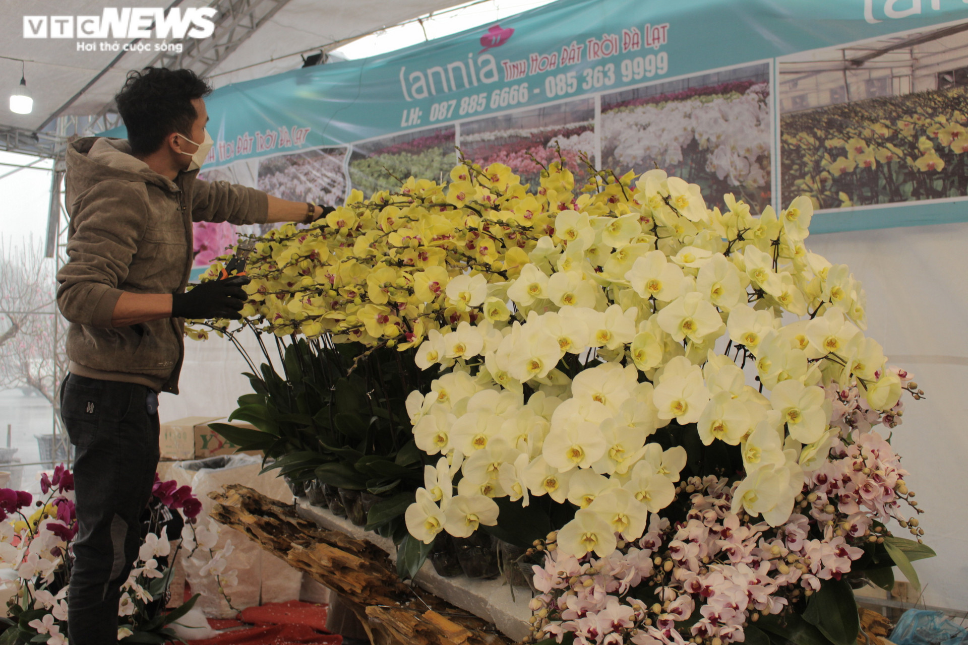 Chậu lan hồ điệp khổng lồ được cắm suốt 3 ngày, giá gần 1 tỷ đồng  - 8