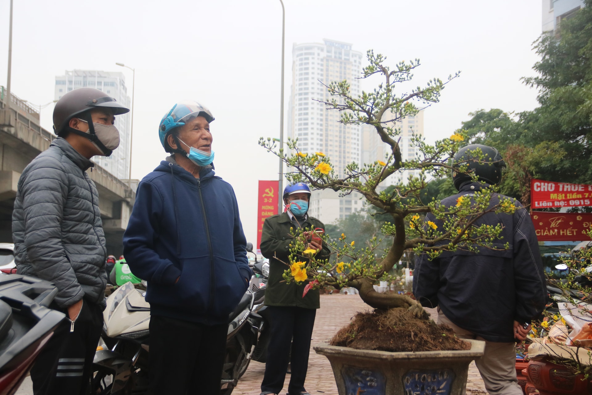 Hoa mai từ Bình Định bay ra Hà Nội đón Tết - 1