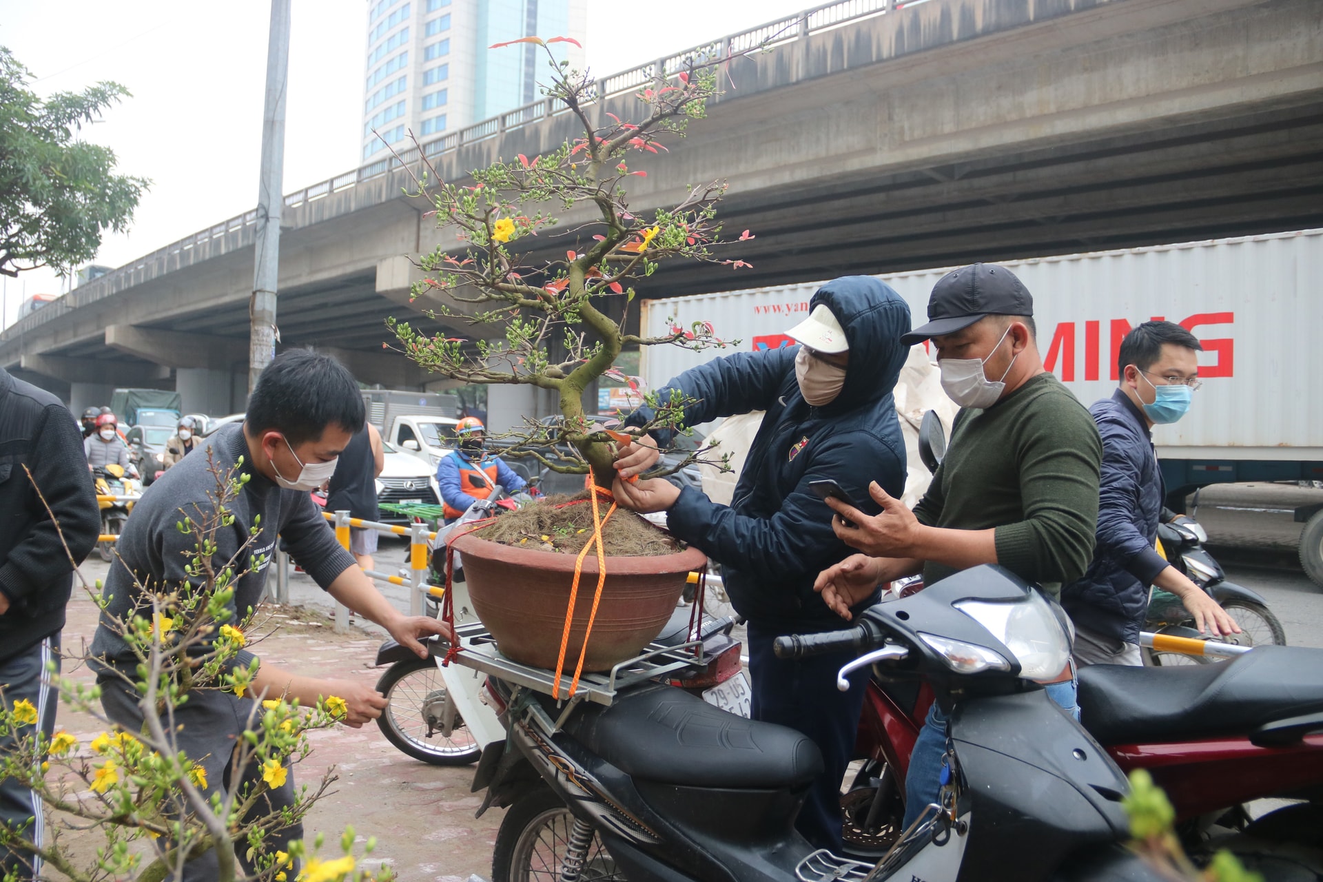 Hoa mai từ Bình Định bay ra Hà Nội đón Tết - 7