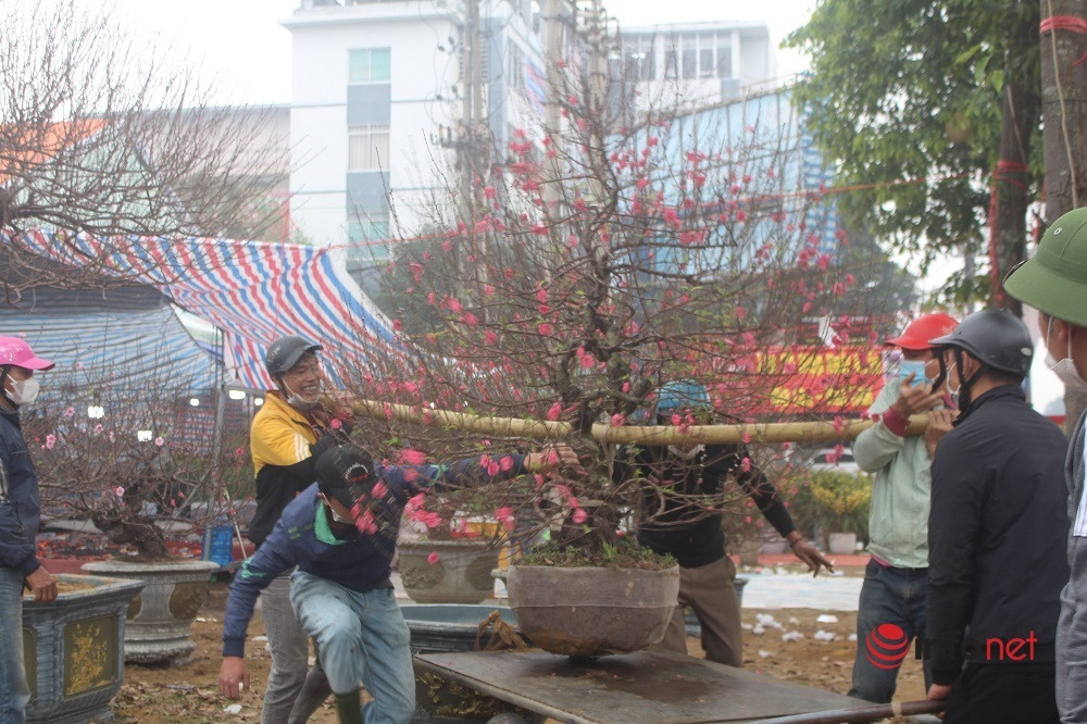 Nghệ An: Đào 'khủng' trưng đầy phố, cho khách thuê hàng trăm triệu đồng chơi Tết