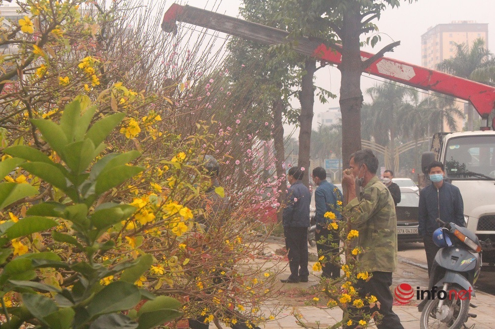 Nghệ An: Đào 'khủng' trưng đầy phố, cho khách thuê hàng trăm triệu đồng chơi Tết