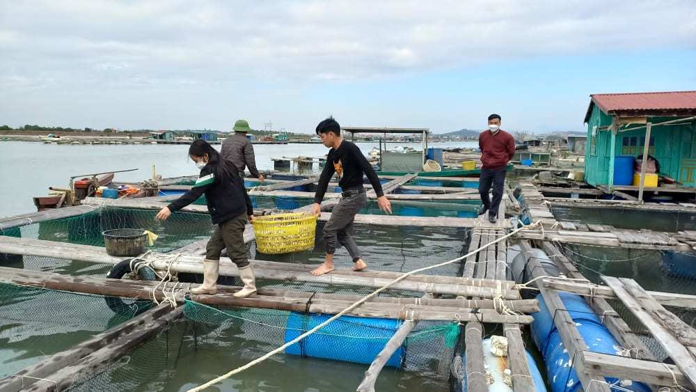 Ế hơn 1.000 tấn cá song, bán lỗ không ai mua, dân Quảng Ninh mất Tết