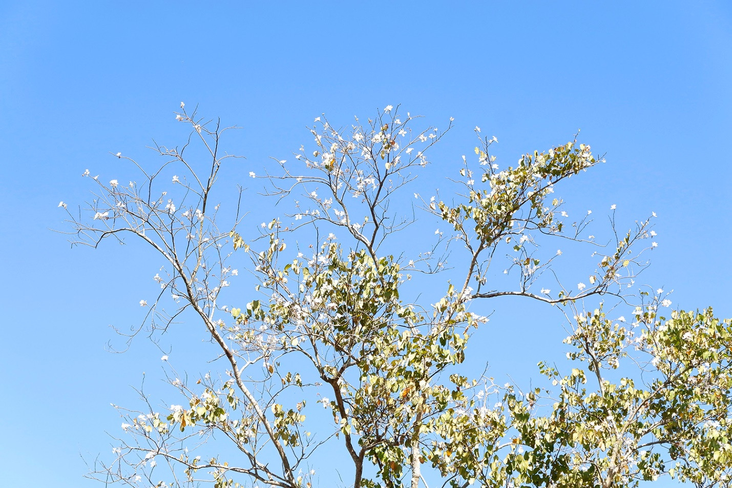 Mùa hoa ban trắng xuyến xao ở Đà Lạt - 6