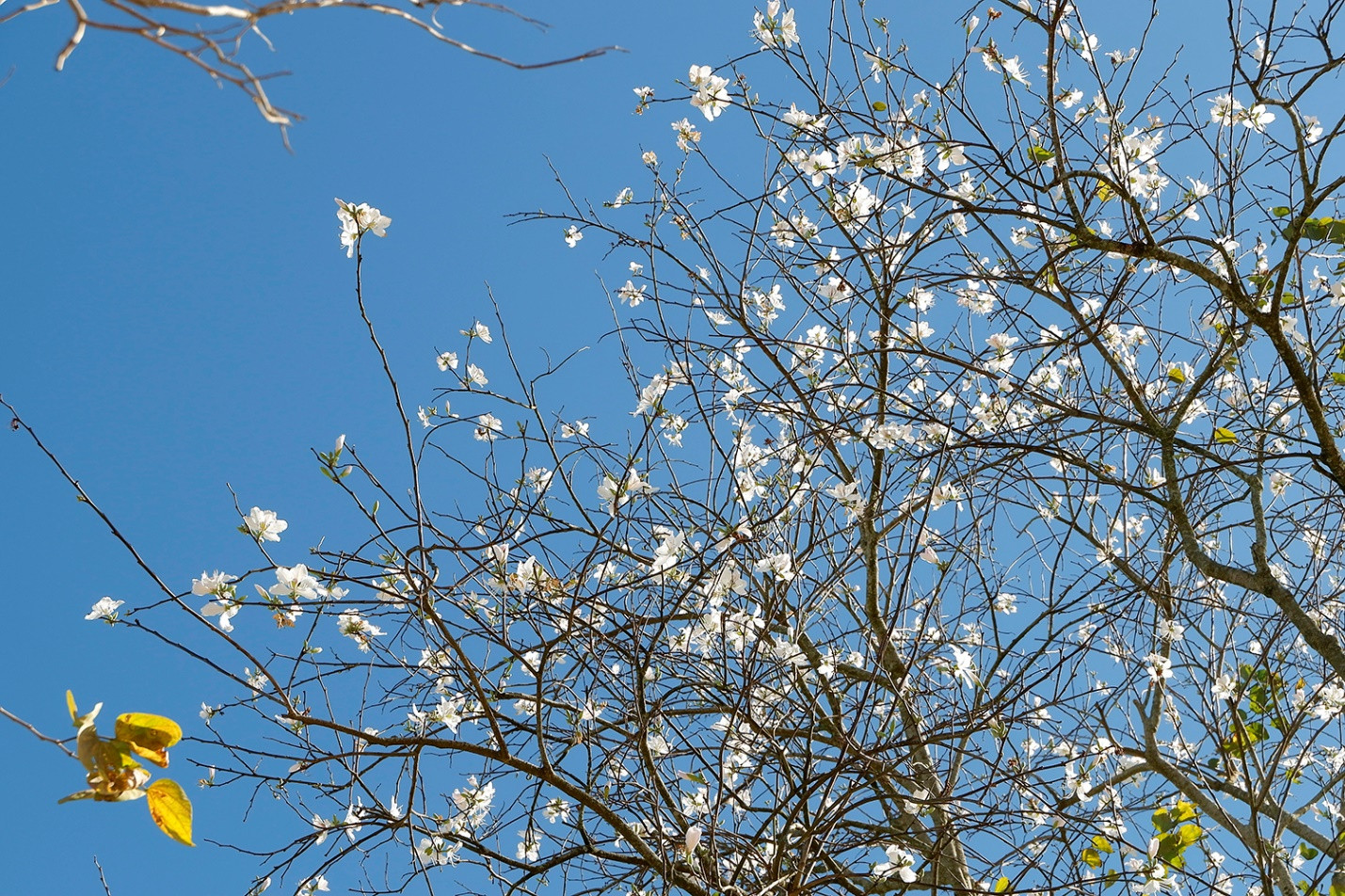 Mùa hoa ban trắng xuyến xao ở Đà Lạt - 8