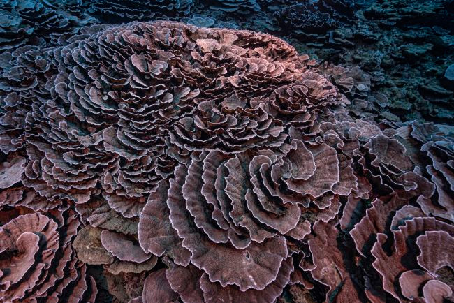 Phát hiện rạn san hô đặc biệt có hình dạng giống hoa hồng