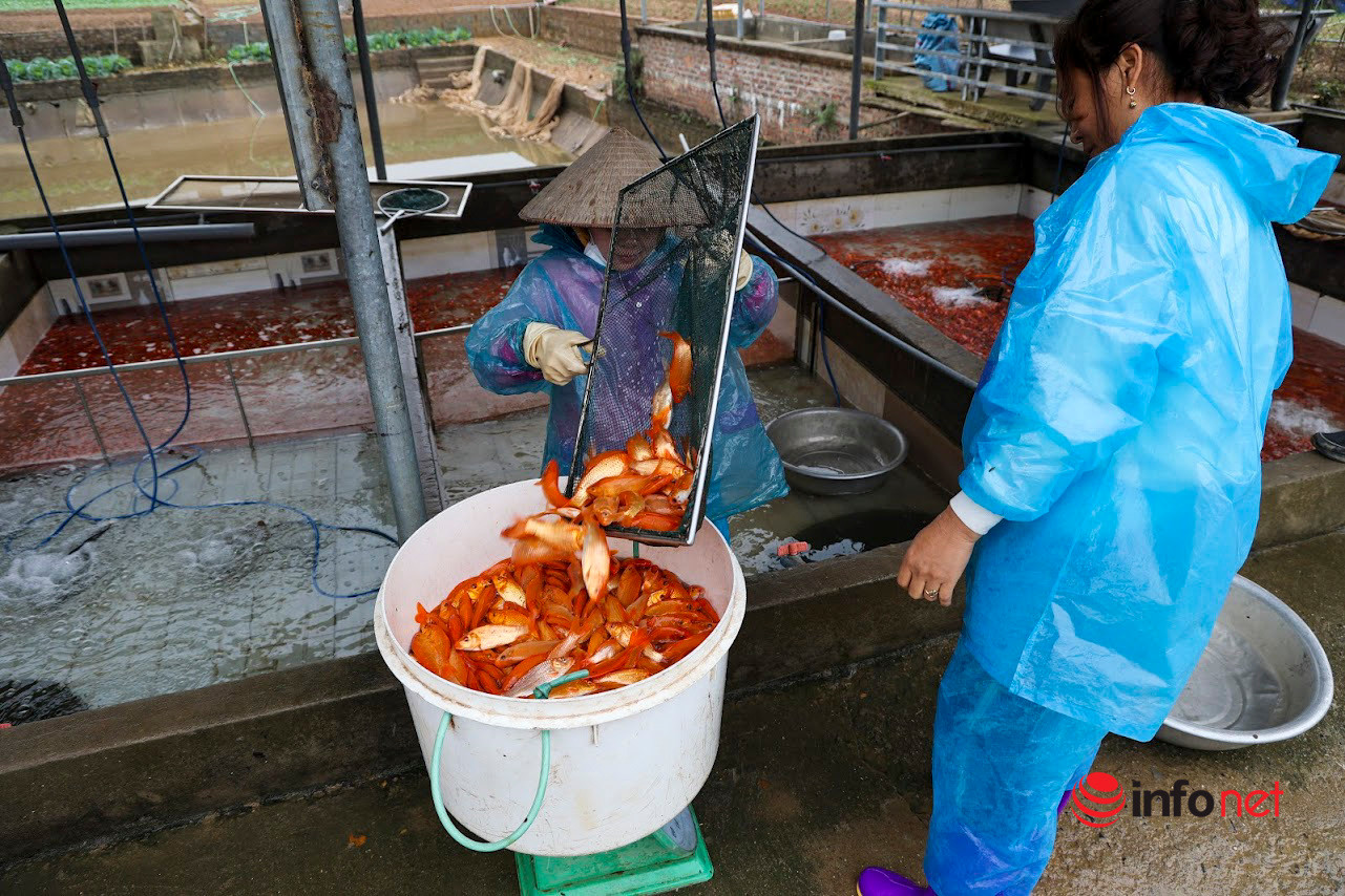 Giá cá chép đỏ tăng gấp đôi, dân làng Thủy Trầm được mùa bội thu trước Tết