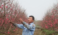 Nhiều hộ trồng đào ở thôn Cẩm Hoàng thu về hàng trăm triệu đồng dịp Tết
