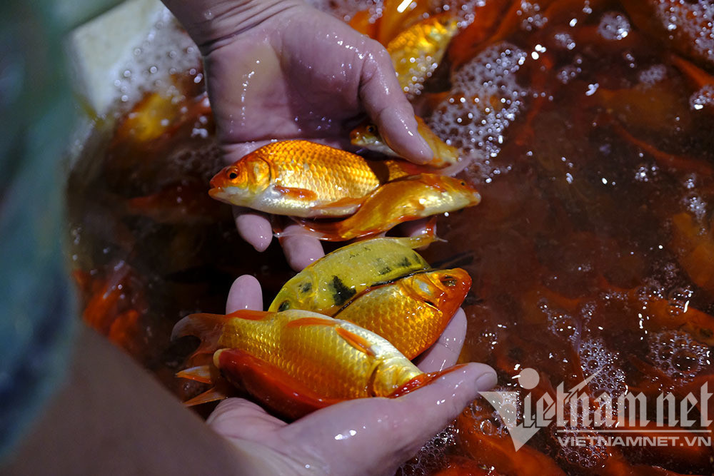 Trước ngày ông Táo lên trời, cá chép nhuộm đỏ chợ cá lớn nhất Hà Nội