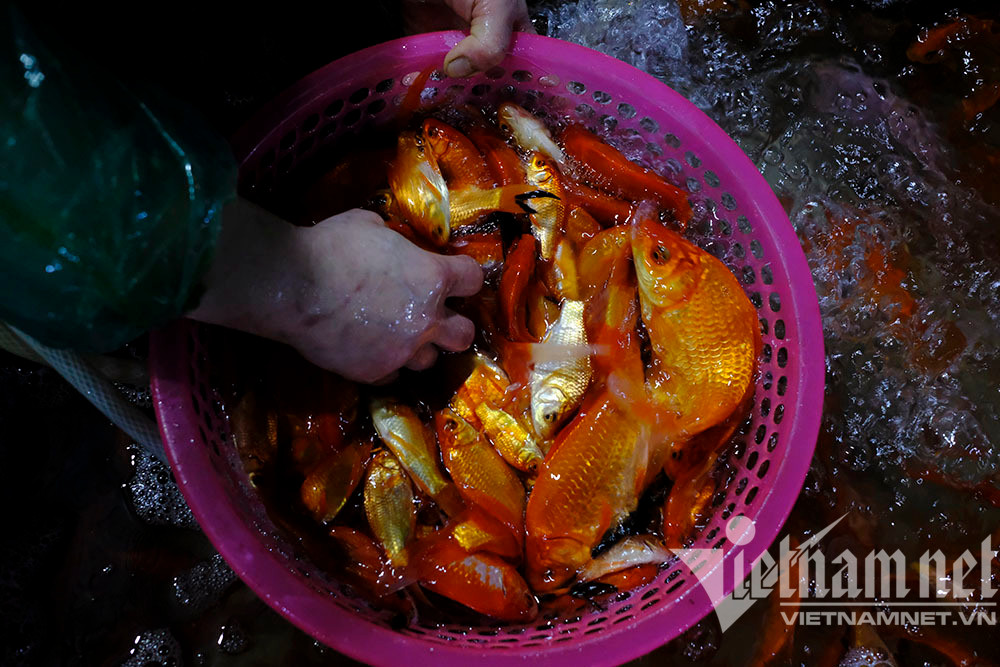 Trước ngày ông Táo lên trời, cá chép nhuộm đỏ chợ cá lớn nhất Hà Nội