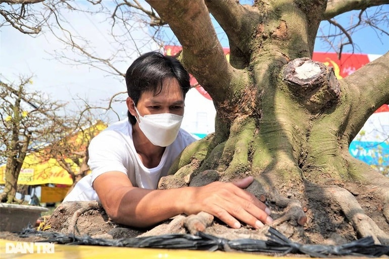 'Cụ mai' trăm tuổi có bộ đế siêu khủng, hai người đàn ông ôm không hết