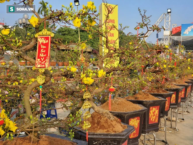 Hoa mai Bình Định hái ra trăm tỉ đổ bộ Hà Nội, bonsai Tài Lộc đẹp lạ gây sốt - Ảnh 7.
