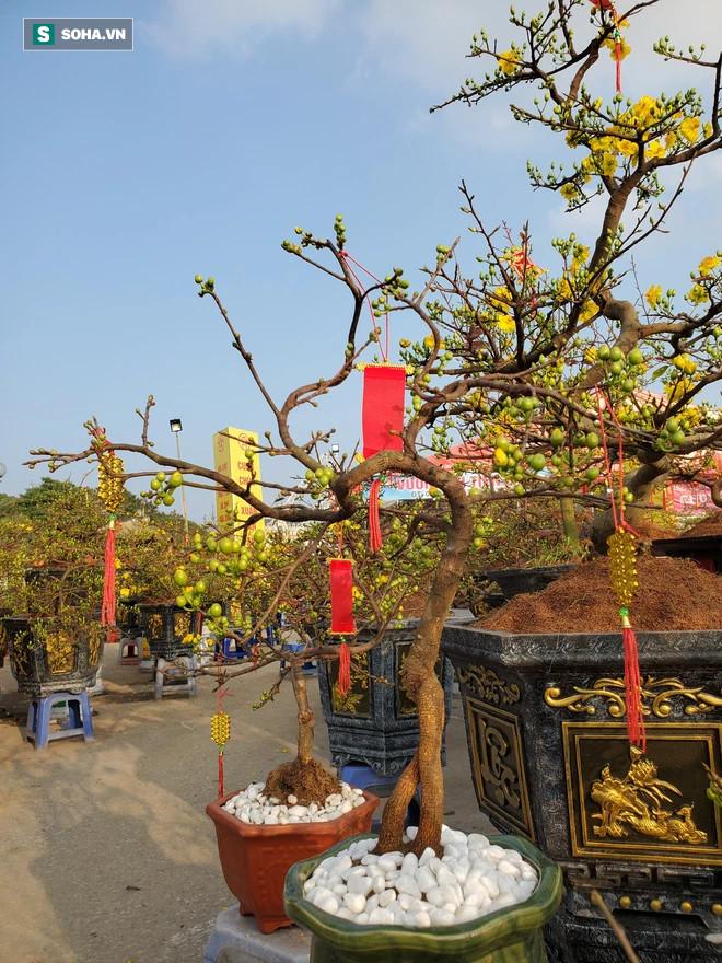Hoa mai Bình Định hái ra trăm tỉ đổ bộ Hà Nội, bonsai Tài Lộc đẹp lạ gây sốt - Ảnh 9.