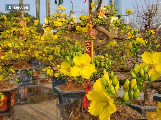 Hoa mai Bình Định hái ra trăm tỉ đổ bộ Hà Nội, bonsai Tài Lộc đẹp lạ gây sốt - Ảnh 11.