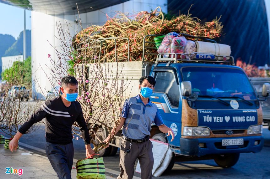 Đào Tết, Tết Nguyên đán, chợ hoa, chợ hoa tết, Quảng Ninh, Hạ Long, đào đá, nhất chi mai ảnh 3 Dao Tet, Tet Nguyen dan, cho hoa, cho hoa tet, Quang Ninh, Ha Long, dao da, nhat chi mai anh 3