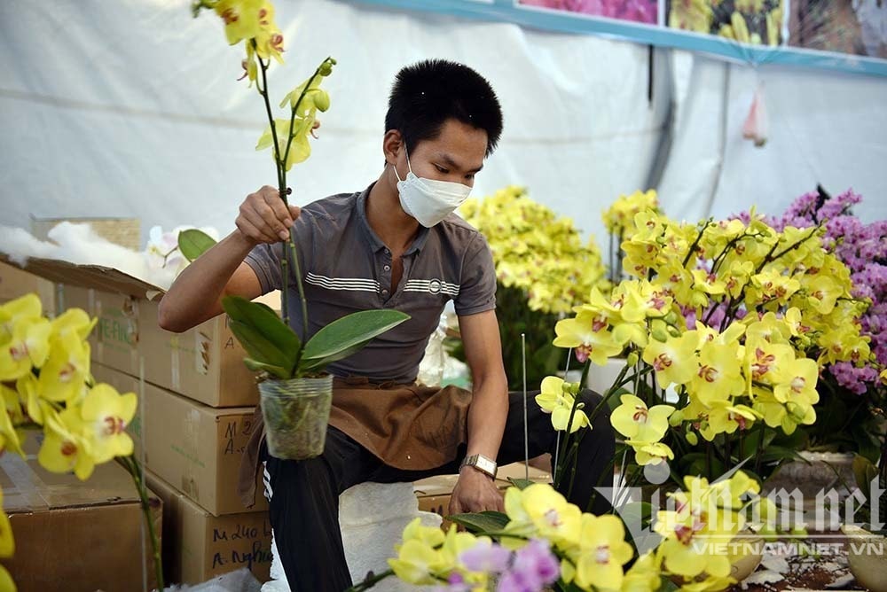 Lan hồ điệp bám thân gỗ khô, hàng hiếm dân buôn rao giá siêu đắt