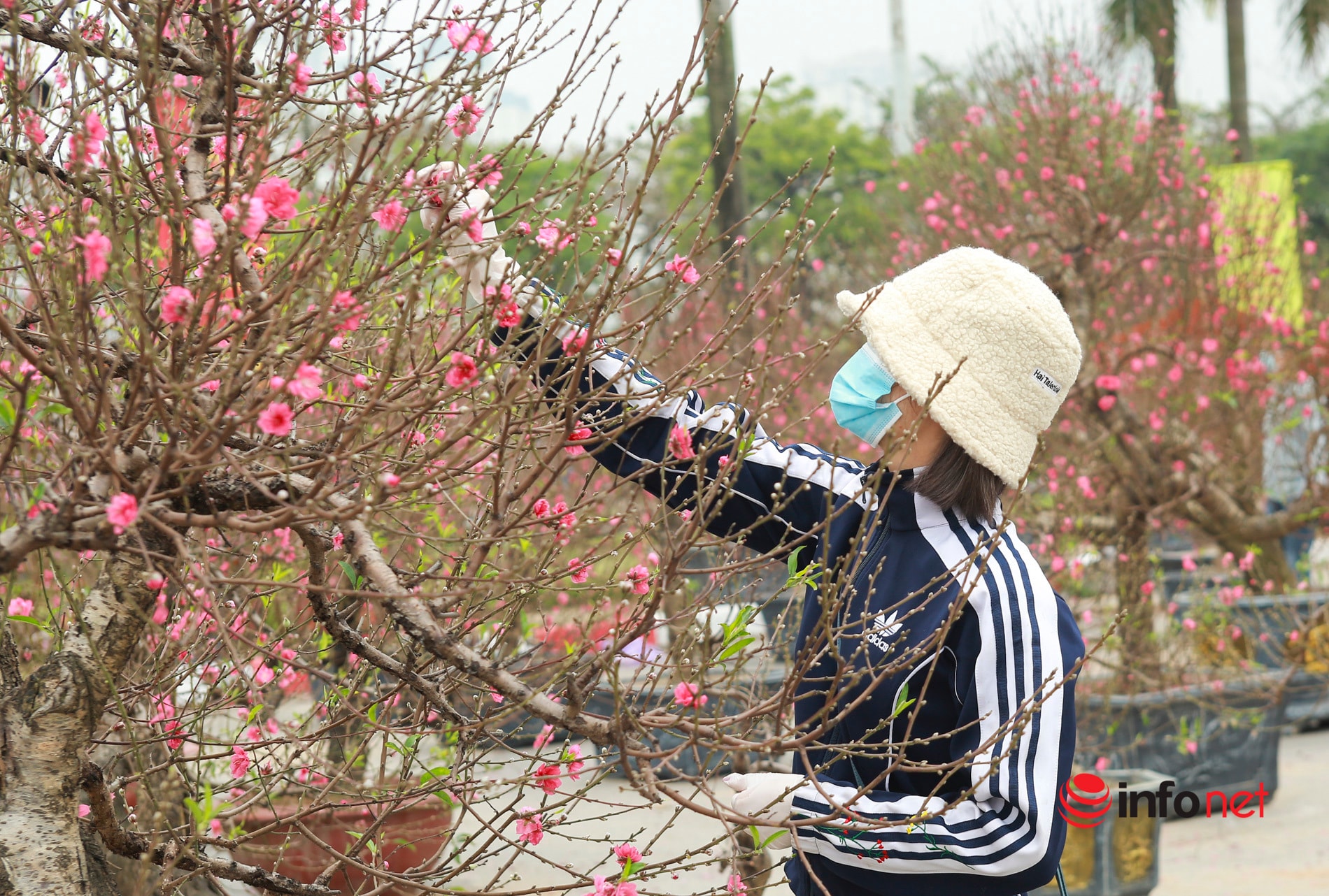 Hà Nội: Đào 'khủng' hạ giá cho thuê một nửa nhưng chưa khách nào chọn