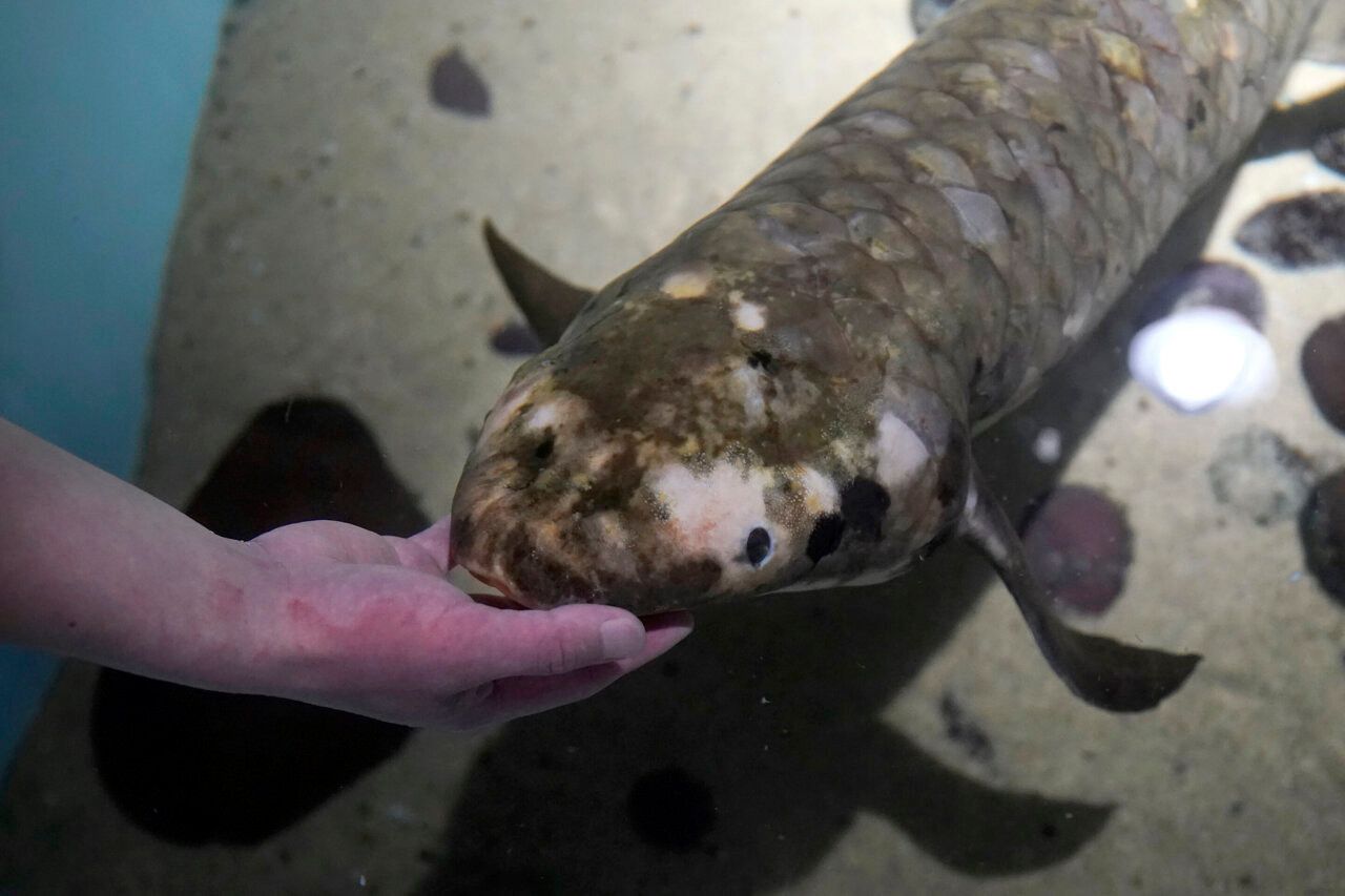 Mục sở thị con cá cảnh sống lâu nhất thế giới