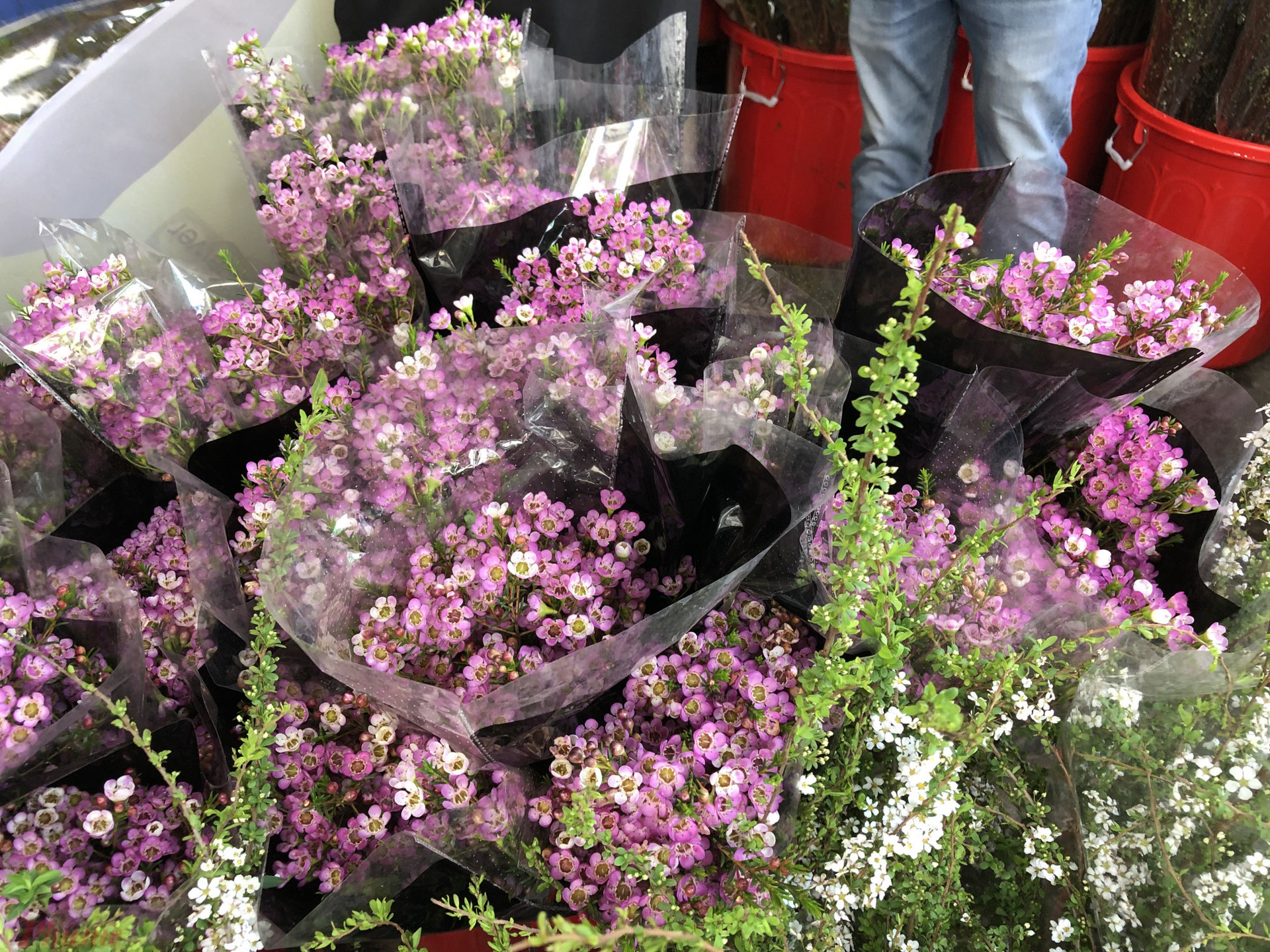 Hoa cắm cành Trung Quốc tràn ngập các chợ hoa