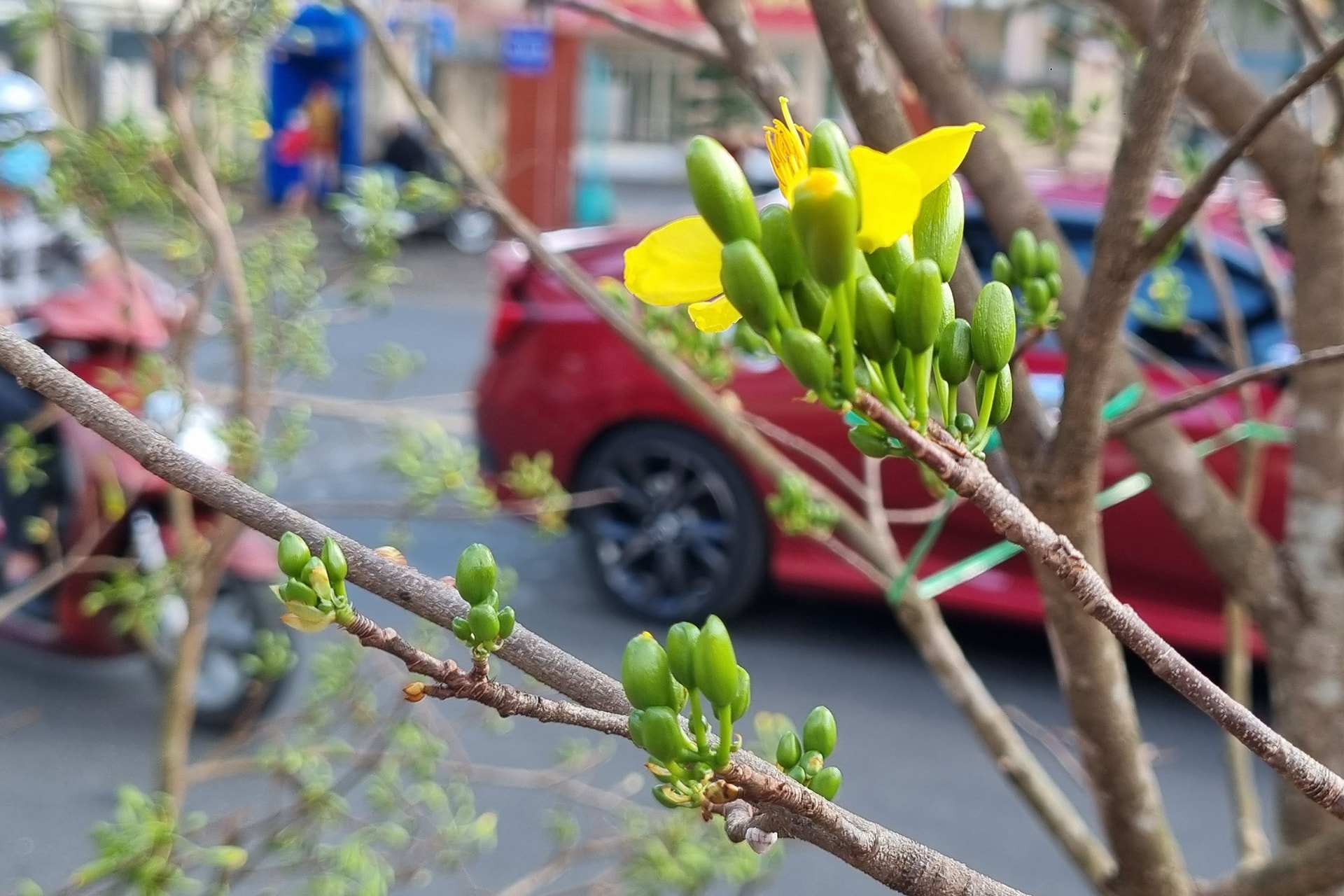 Mai rừng ùn ùn xuống phố, thu hút khách rước xuân về nhà đón Tết - 6