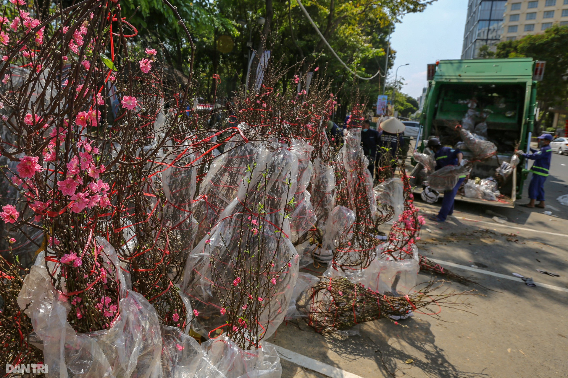 Thương lái đẫm nước mắt nhìn cảnh hàng nghìn chậu hoa Tết chuyển lên xe rác - 9
