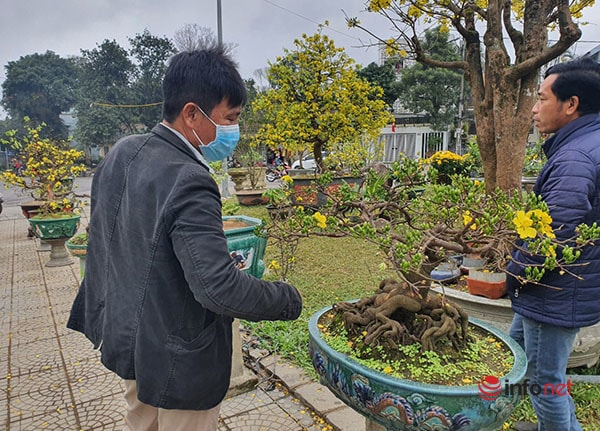 ‘Lão hoàng mai’ mang bảng giá gần 4 tỷ đồng tại chợ hoa Xuân Cố đô Huế