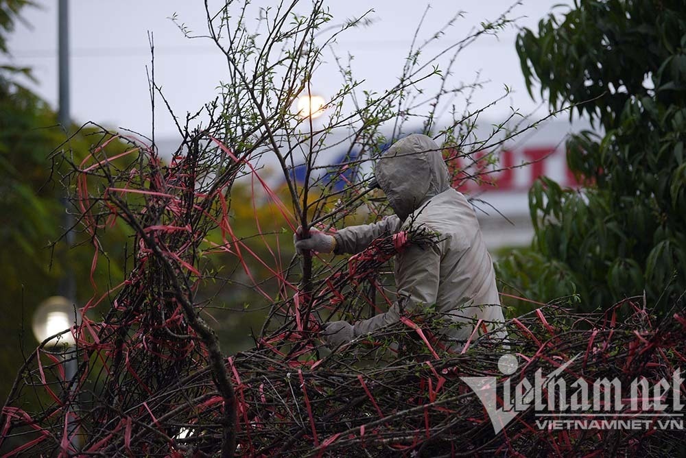 Sát giao thừa, dân Hà Nội đổ ra vỉa hè mót đào rừng về chơi Tết