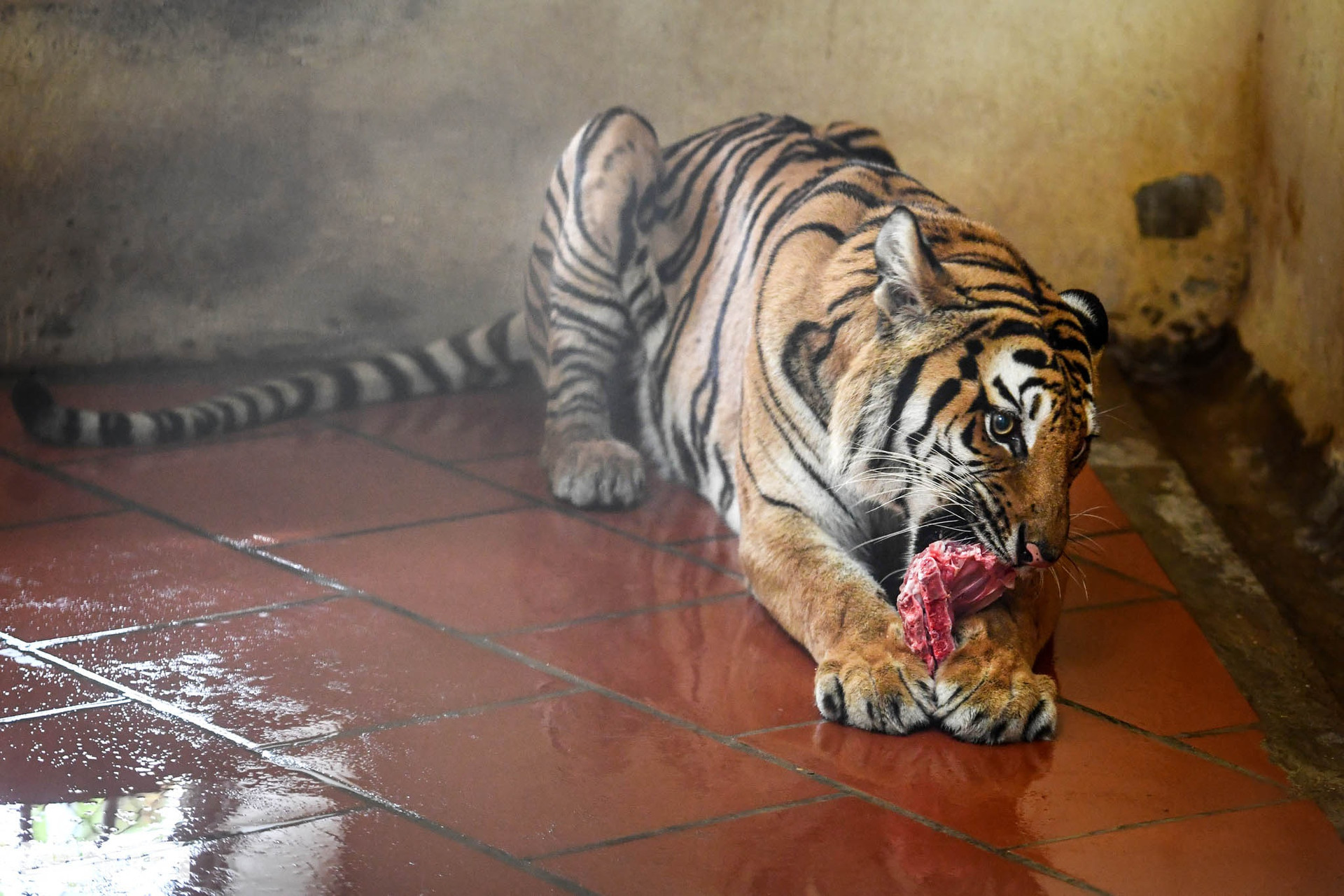 Những bảo mẫu chăm hổ tại Vườn thú Thủ Lệ ở Hà Nội - 14
