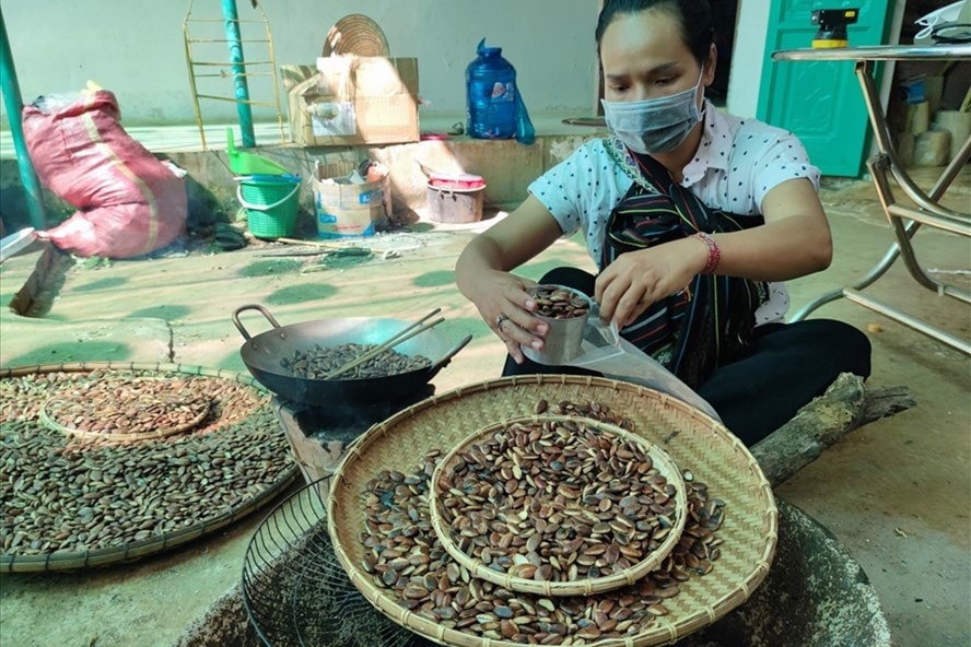 Độc đáo hạt kơ nia trên cao nguyên