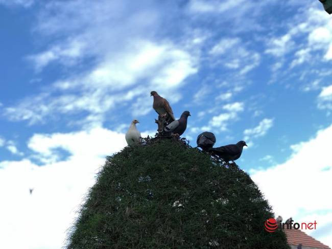 Gặp người đàn ông cả thập kỷ chăm sóc chim bồ câu trong Công viên Biển Đông, lễ Tết cũng không nghỉ