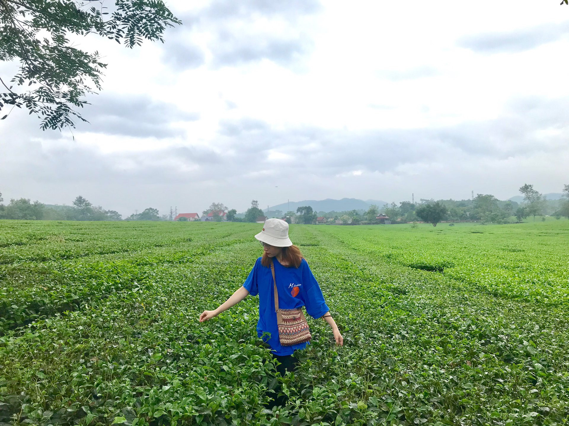Dạo chơi những đồi chè xanh mướt mắt tha hồ 'sống ảo' ở Việt Nam - 2
