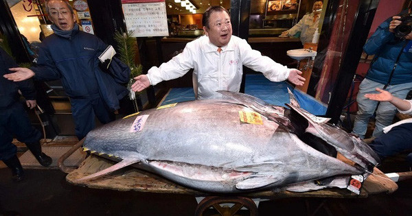 Có giá kỷ lục 3 triệu USD, đây là lý do tại sao cá ngừ vây xanh lại đắt đến thế
