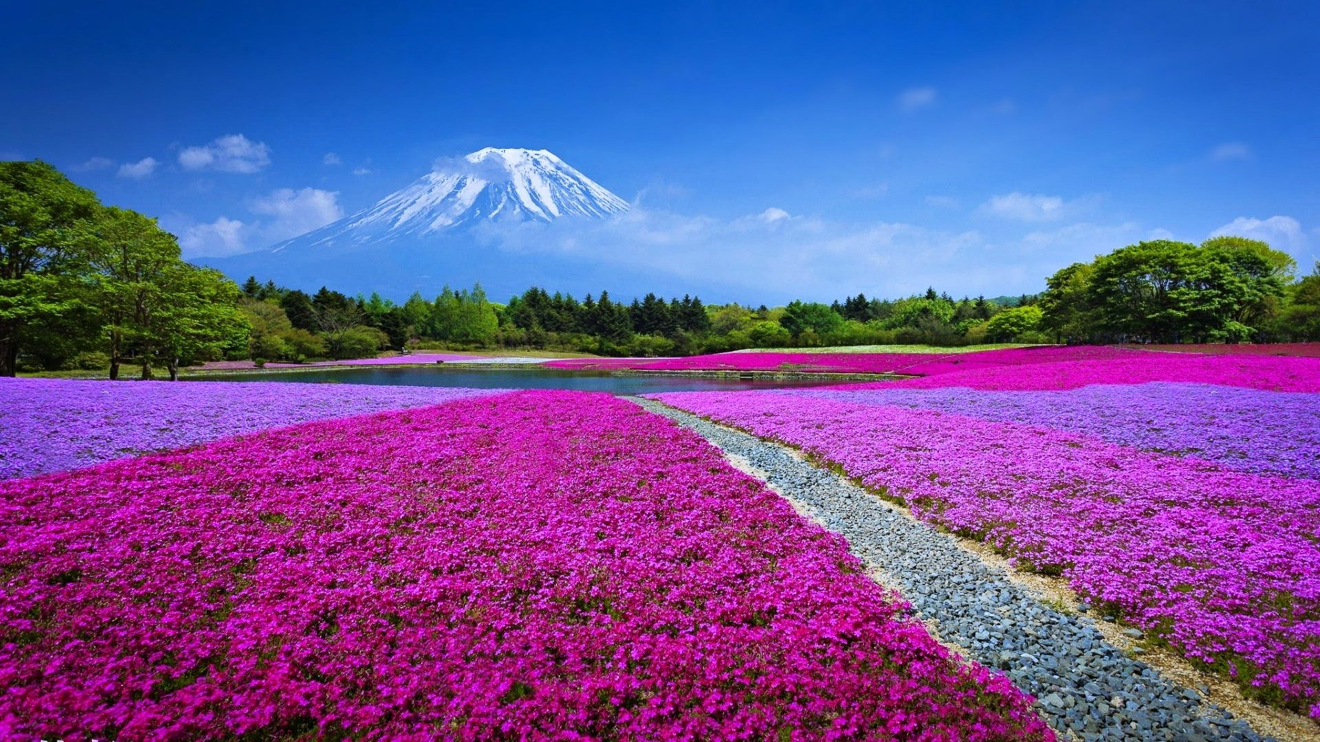 Cảnh đẹp bốn mùa quanh năm thuần khiết tuyệt mỹ của núi Phú Sĩ - 5