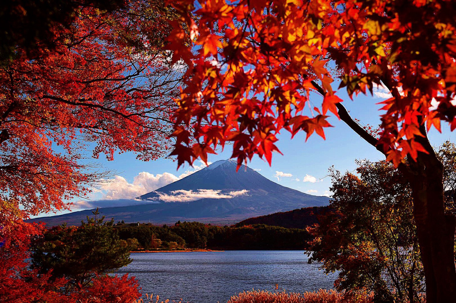 Cảnh đẹp bốn mùa quanh năm thuần khiết tuyệt mỹ của núi Phú Sĩ - 9