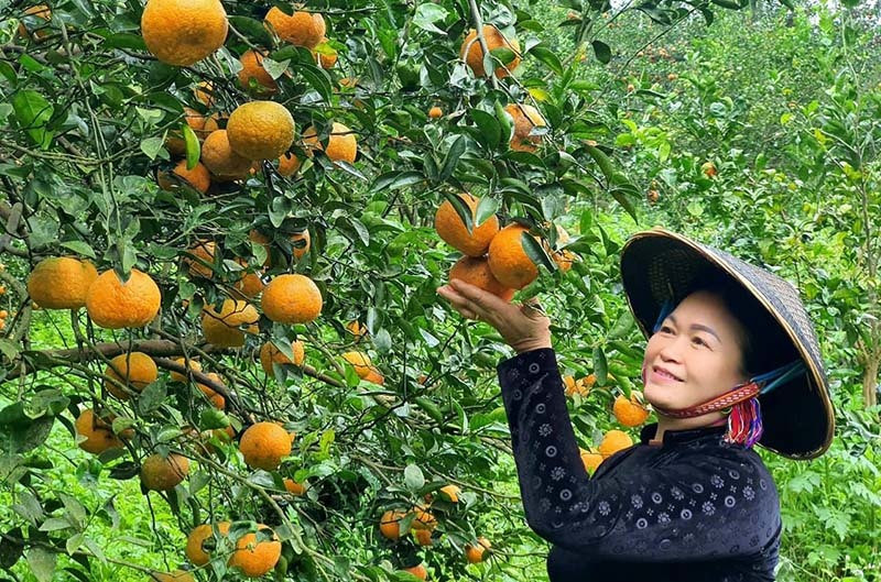 Lão nông Việt làm hàng VIP: Một cân vải 600 nghìn, dâu tây 1,2 triệu/kg