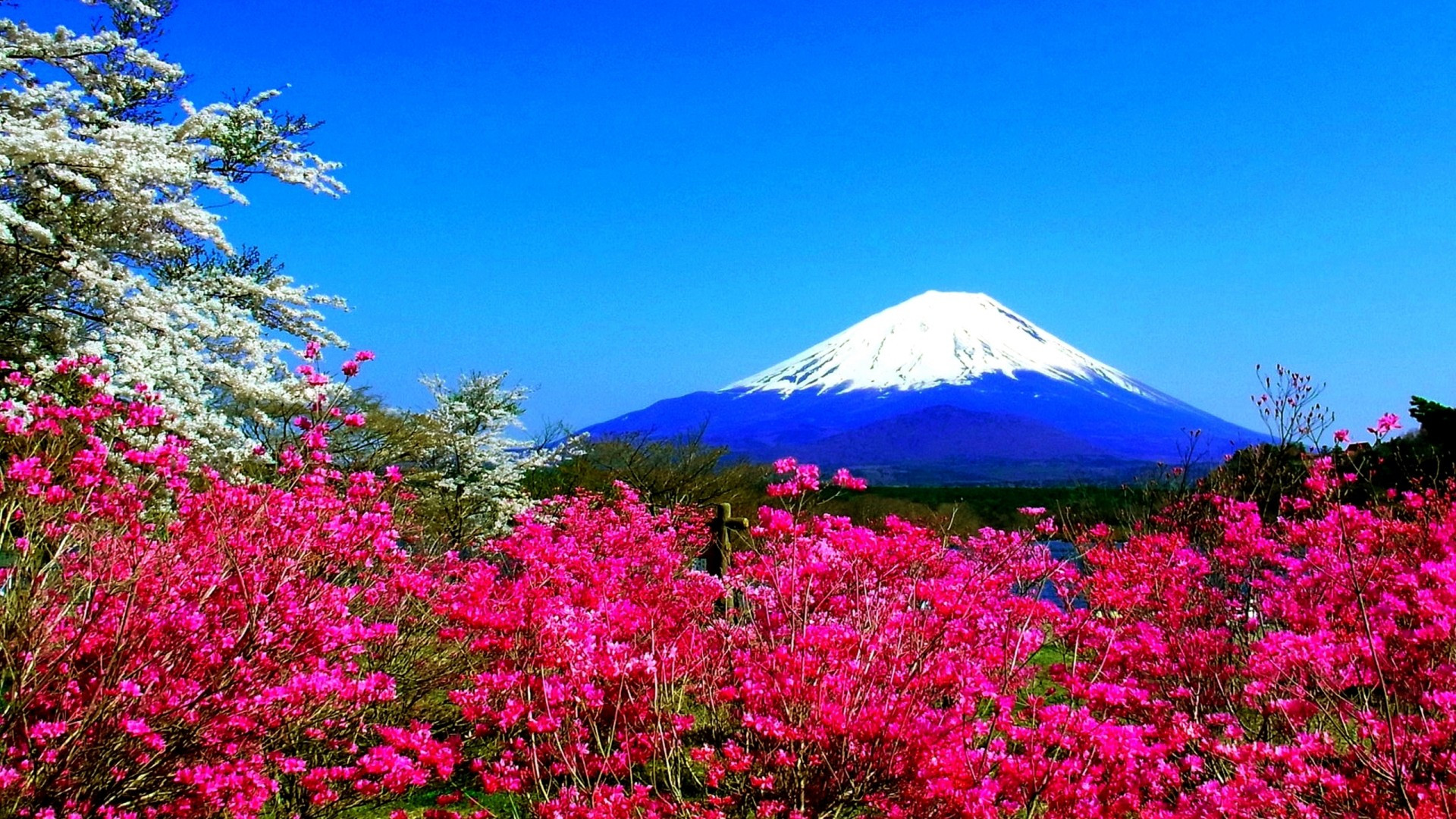 Cảnh đẹp bốn mùa quanh năm thuần khiết tuyệt mỹ của núi Phú Sĩ - 4