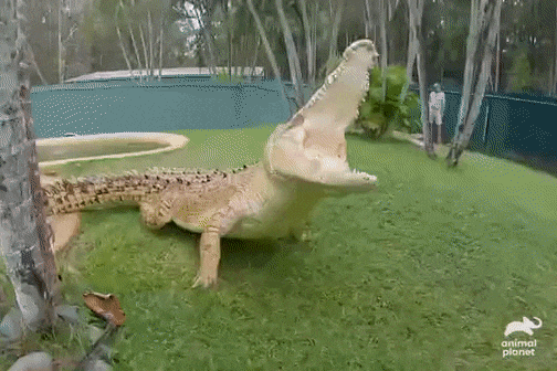 Cận cảnh sự hiếu chiến của cá sấu trong show động vật hoang dã - 1